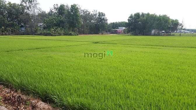 Hình ảnh Bán gấp đất thổ vườn Nhơn Trạch, sát phà Cát Lái, rất thích hợp Trang MB66.COM Chính Thức - MB 66 Uy Tín