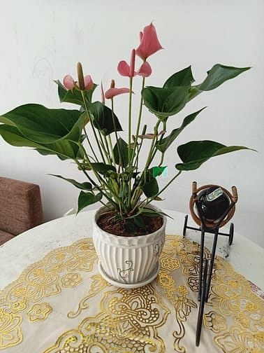 Hình ảnh Cho thuê Trang Chủ MB66.COM / Đăng Ký Tặng 66K LaAstoria, Q2. 3PN, 81m, có lửng. Nội thất đẹp. 10tr/
