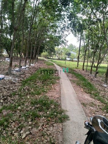 Hình ảnh Cần bán nhà vườn xã Trung Lập Thượng - Củ Chi
