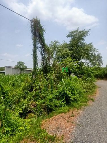 Hình ảnh Cần bán đất mặt tiền đường 793 - xã An Phú - Củ Chi