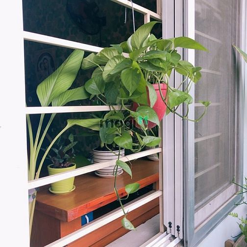Hình ảnh Bán Trang Chủ MB66.COM / Đăng Ký Tặng 66K chung cư Ehome 1 Dương Đình Hội Phước Long B Quận 9