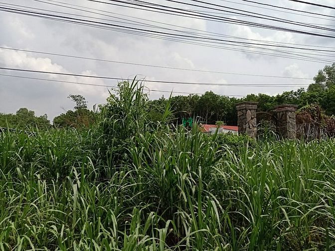 Hình ảnh Cần bán đất mặt tiền đường Cây Trắc - xã Phú Hòa Đông - Củ Chi