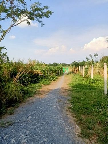 Hình ảnh Cần bán đất 1/ đường Trần Thị Hải - xã Tân An Hội - Củ Chi