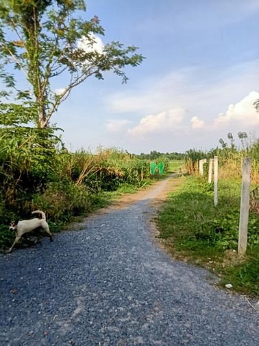 Hình ảnh Cần bán đất 1/ đường Trần Thị Hải - xã Tân An Hội - Củ Chi