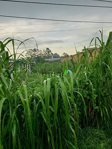 Hình ảnh Cần bán đất mặt tiền đường số 34 - xã Tân Thông Hội - Củ Chi