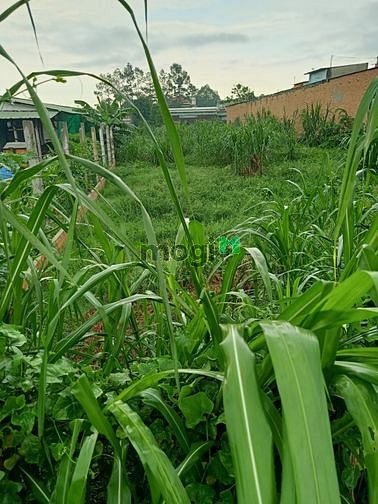 Hình ảnh Cần bán đất mặt tiền đường số 34 - xã Tân Thông Hội - Củ Chi