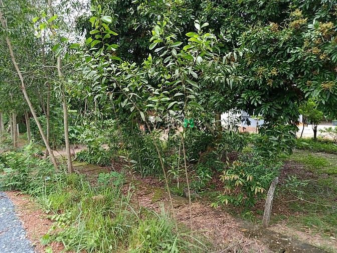 Hình ảnh Cần bán đất 1/ đường Bến Súc - xã An Phú - Củ Chi