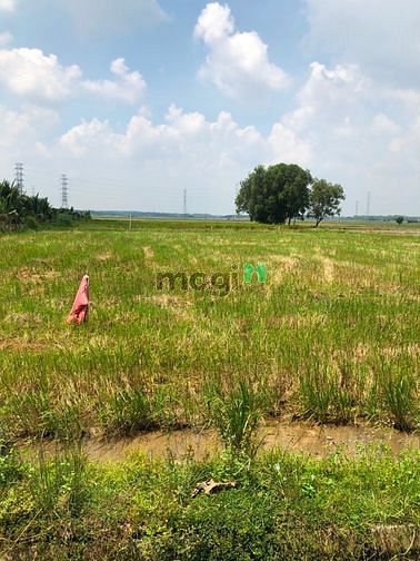 Hình ảnh Cần bán gấp đất vườn xã Nhuận Đức - Củ Chi