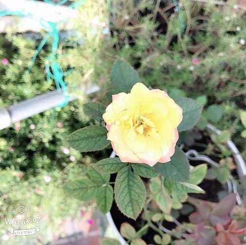 Hình ảnh Đang cần cho thuê chung cư cao cấp Diamond Lotus 2 phòng ngủ, 1WC