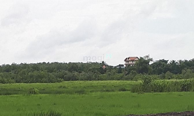 Hình ảnh Cần bán gấp 3300m2 đất sổ riêng,chỉ 1ty5, thái mỹ,củ chi ,tphcm