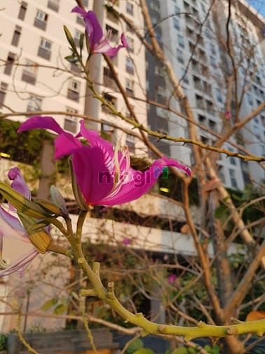 Hình ảnh Văn phòng mini - Rẻ đẹp tiện nghi Q9: 48m² sát Q2