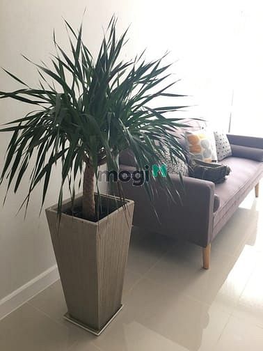Hình ảnh ✔ Cho thuê CHCC ICON 56 - 50m 1pn 1wc - Nội thất đầy đủ
