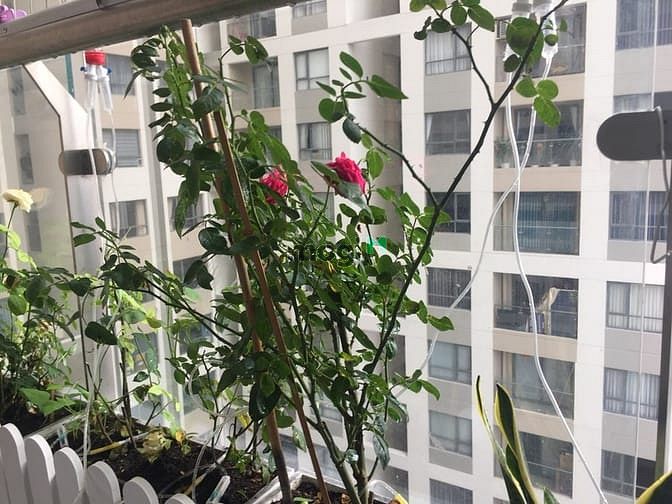 Hình ảnh ✔ Cho thuê CHCC THE GOLD VIEW 90m 2pn 2wc - Nội thất đầy đủ