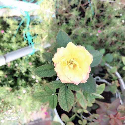 Hình ảnh ☛ ☛ ☛ Cho thuê Trang Chủ MB66.COM / Đăng Ký Tặng 66K chung cư Diamond Lotus 3 phòng 13 Triệu