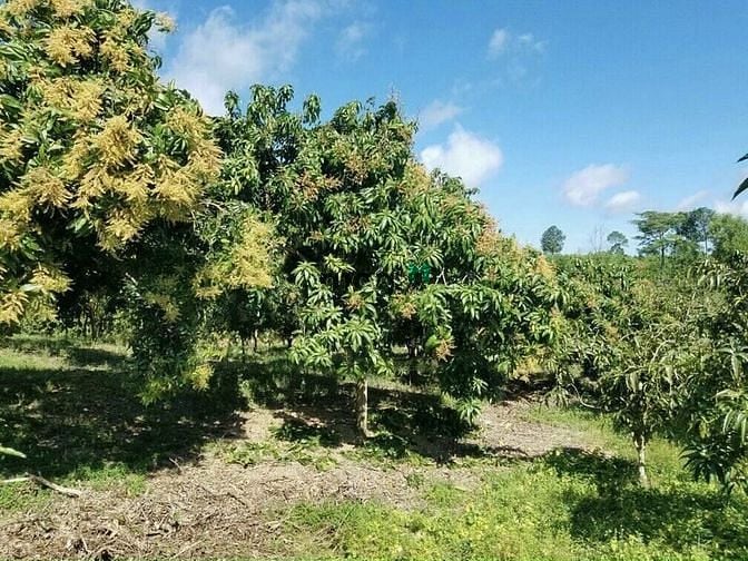 Hình ảnh Đất trồng mặt tiền 1000m2 chỉ 570tr, sổ hồng riêng, công chứng ngay