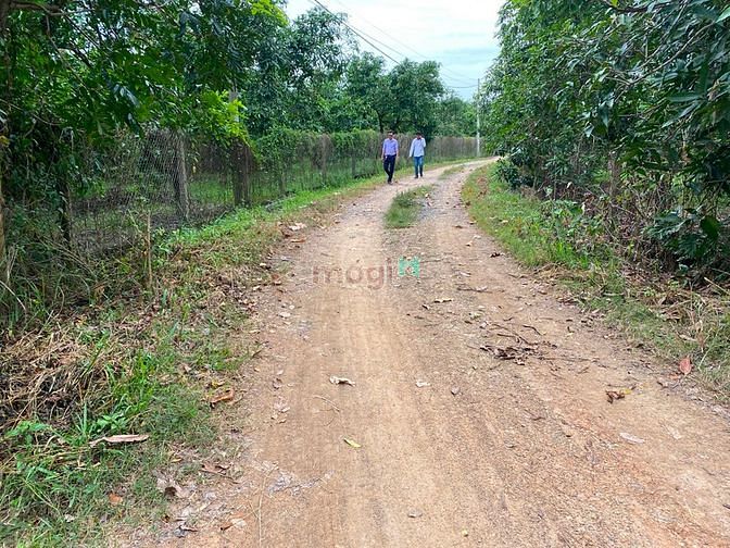 Hình ảnh Đất trồng mặt tiền 1000m2 chỉ 570tr, sổ hồng riêng, công chứng ngay
