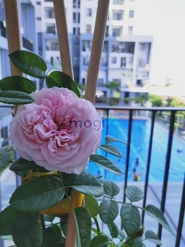 Hình ảnh Cho thuê Duplex 2 phòng ngủ M-ONE QUẬN 7 đẹp y hình
