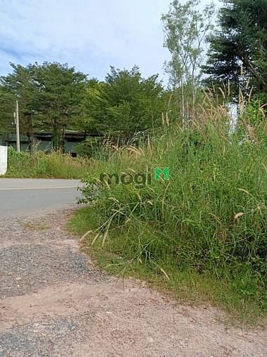Hình ảnh Bán đất 2 mặt tiền đường Bùi Thị Điệt - 765m2 - 15x53 - 100m2 thổ cư