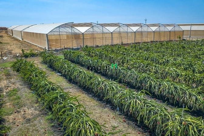 Hình ảnh Chỉ 330 triệu có ngay lô đất vườn Bình Thuận có sẵn sổ đỏ
