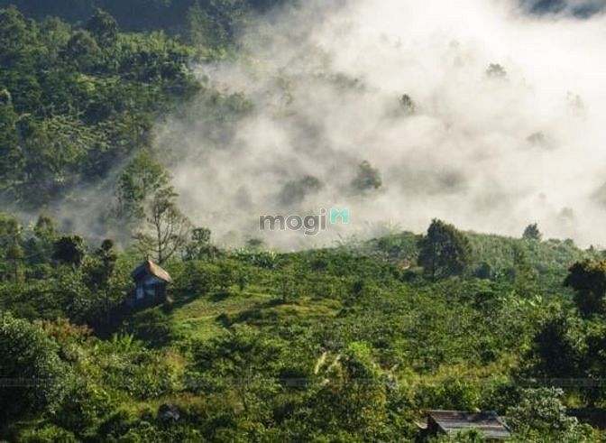 Hình ảnh Bán đất thổ cư 205m2 TP Bảo Lộc view đẹp săn mây khí hậu mát mẻ