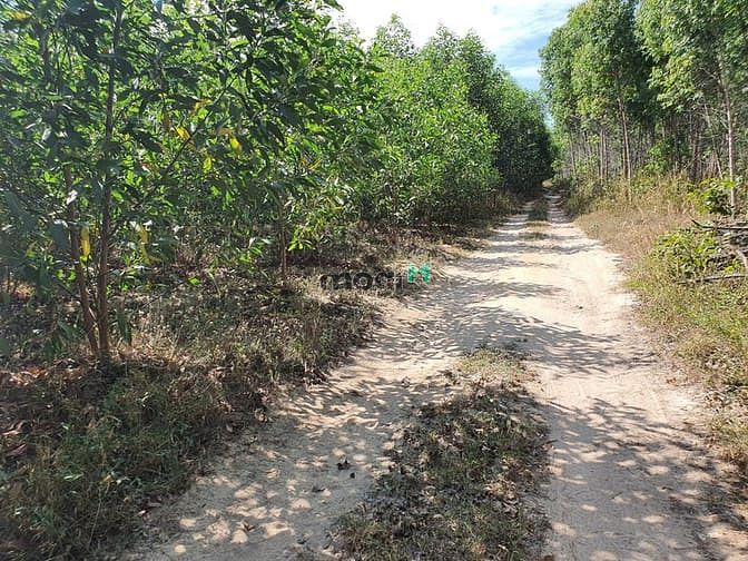Hình ảnh Bán 1.2 Ha đất xã Tân Bình, thị xã LaGi sổ riêng