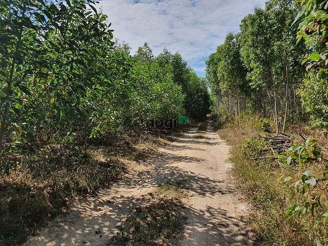 Hình ảnh Bán 1.2 Ha đất xã Tân Bình, thị xã LaGi sổ riêng