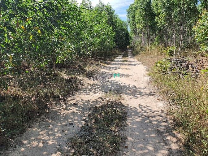 Hình ảnh Bán 1.2 Ha đất xã Tân Bình, thị xã LaGi sổ riêng