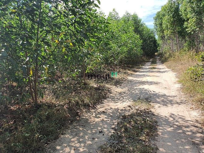 Hình ảnh Bán 1.2 Ha đất xã Tân Bình, thị xã LaGi sổ riêng