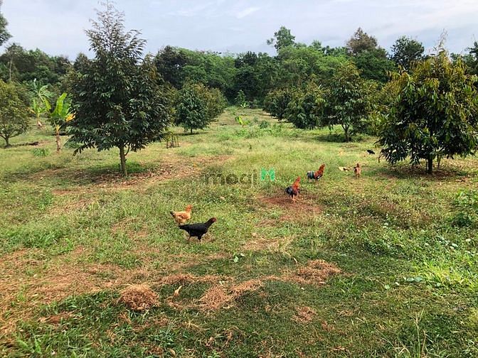 Hình ảnh Đất Nghỉ Dưỡng Xuân Bắc Đồng Nai