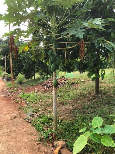 Hình ảnh Đất Nghỉ Dưỡng Xuân Bắc Đồng Nai