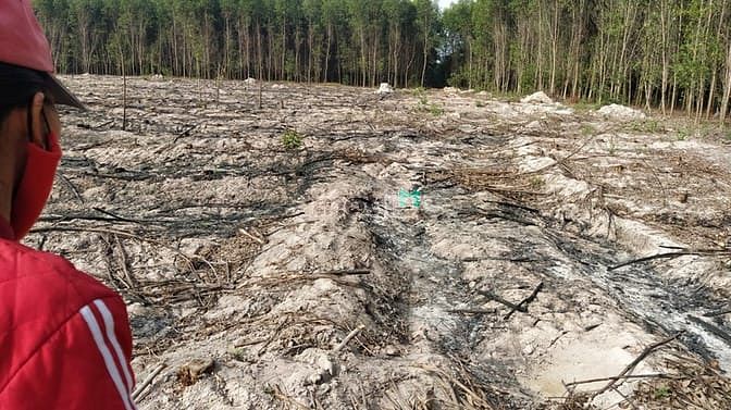 Hình ảnh bán 8,2 ha sơn mỹ giá chỉ 850 tr/ ha