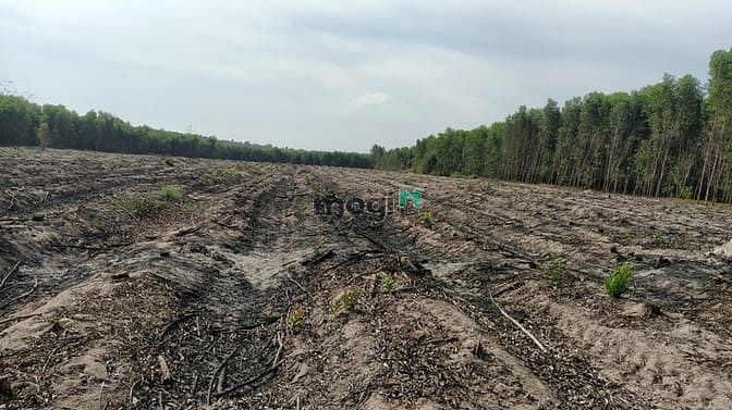 Hình ảnh bán 8,2 ha sơn mỹ giá chỉ 850 tr/ ha