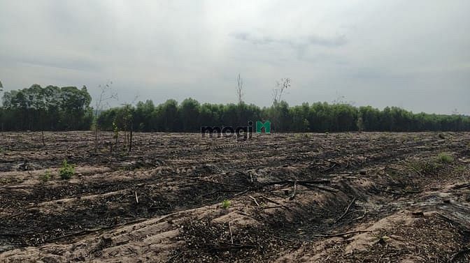 Hình ảnh bán 8,2 ha sơn mỹ giá chỉ 850 tr/ ha