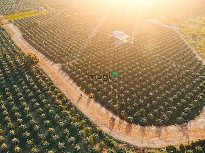 Hình ảnh Đất thổ cư 2 mặt tiền, Mặt tiền đường Lên Hồng Phong dài 160m.