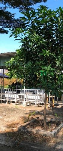 Hình ảnh HÙNG Q9 - Cho thuê đất + nhà KDC Gia Hòa, Khang Điền, Huy Cận Q9