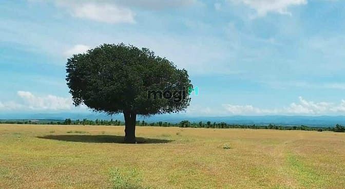 Hình ảnh Bán đất vườn ven biển Hòa Thắng, sát bên KDL Bàu Trắng, SHR