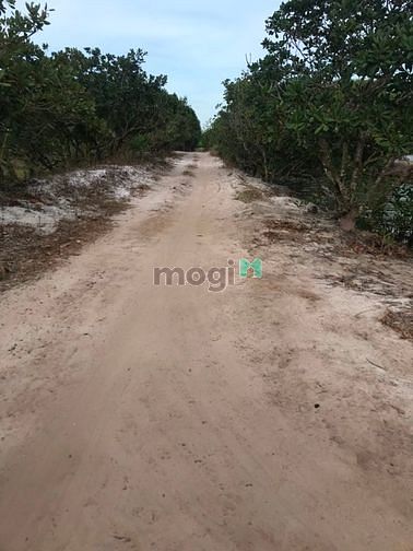 Hình ảnh Đất Thắng Hải. Hàm tân,Bình thuận. 4 mẫu 6 giá 10 tỷ 500 tr