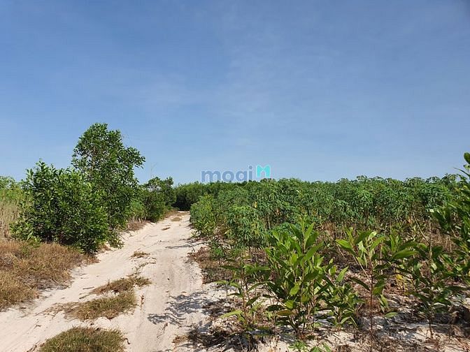 Hình ảnh Bán 43 mẫu đất Tân Phước, thị xã LaGi chưa qua Trang MB66.COM Chính Thức - MB 66 Uy Tín
