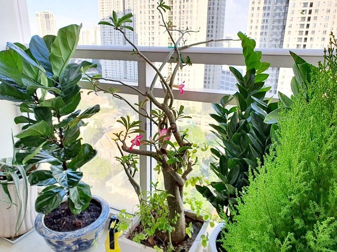 Hình ảnh Bán CH cao cấp Fideco Riverview Thảo Điền Q2, 138m2-3PN, Full nội thất