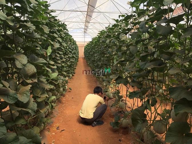 Hình ảnh Đất vườn gần biển, sân bay sẵn sổ!