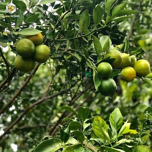 Hình ảnh Bán đất vườn bưởi dùm ông anh ạ