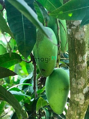 Hình ảnh Bán đất vườn bưởi dùm ông anh ạ