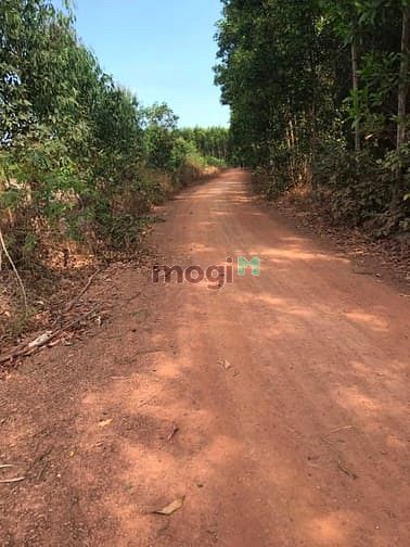 Hình ảnh đất hàm tân bình thuận. sau lưng trạm y tế tân thắng giá 4 tỷ 600 tr