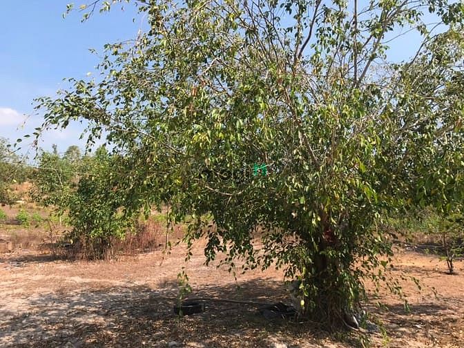 Hình ảnh Bán 1 mẫu đất gần biển Hồ Lân . Tân Thắng , Bình Thuận.