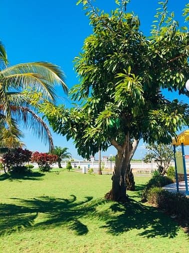 Hình ảnh Bán đất TC cách chợ đêm Hồ Tràm 1.5Km , có sẵn thổ cư, Sổ Hồng riêng