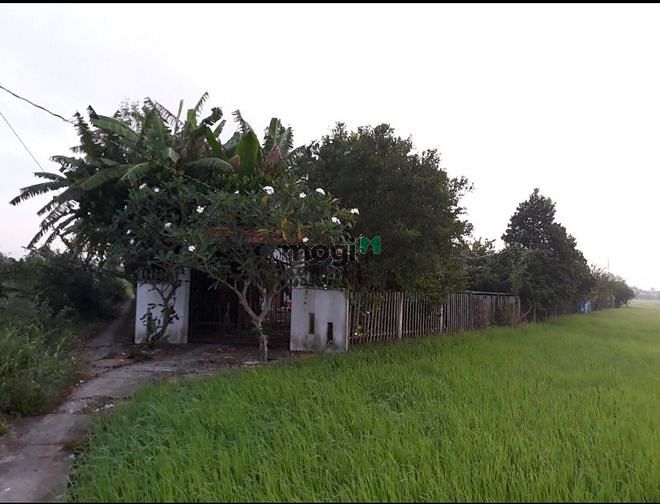 Hình ảnh Đất Lúa 2800 có 534 thổ cư Quy hoạch dân cư hiện hữu Ngay Thị Trấn