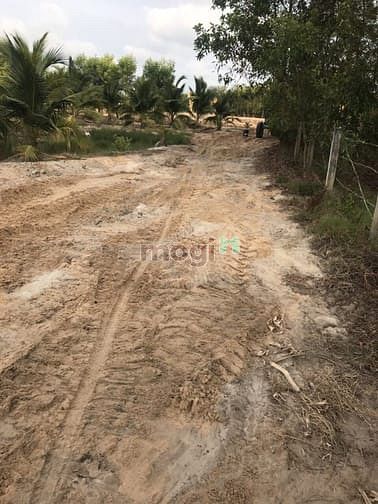 Hình ảnh Bán đất 8 mẫu. vườn dừa 3000 cây bình thuận , giá 40 tỷ
