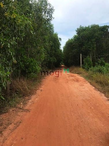 Hình ảnh Bán đất 8 mẫu. vườn dừa 3000 cây bình thuận , giá 40 tỷ