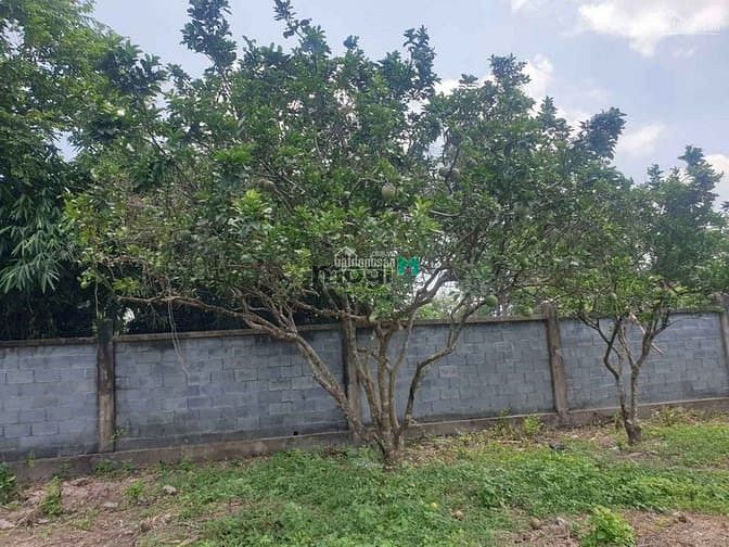 Hình ảnh Bán 570m2 Đất Trồng Cây Lâu Năm Kinh Tế Biệt Thự Nhà Vườn Giá 6 Tr/m²