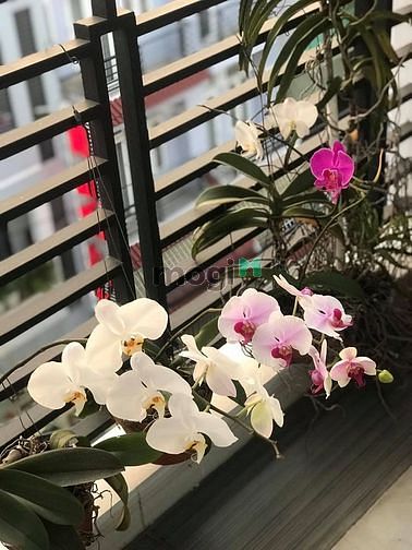 Hình ảnh ✔ Cho thuê CHCC VIVA RIVERSIDE 74m 2pn 2wc - Nội thất đầy đủ